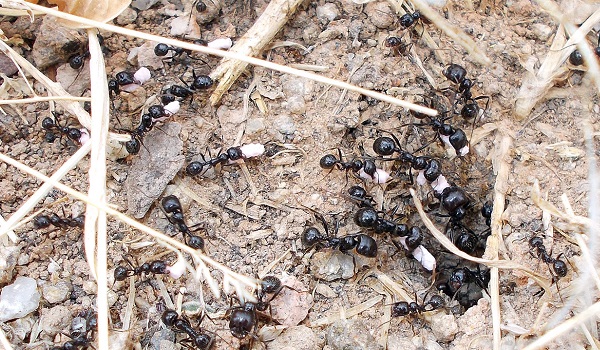 Los cebos para hormigas son muy efectivos
