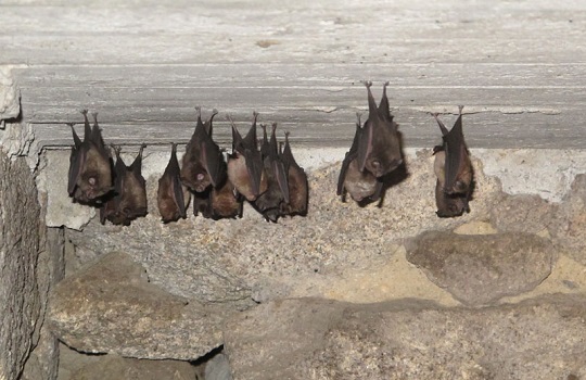 Espanta los murciélagos de casa