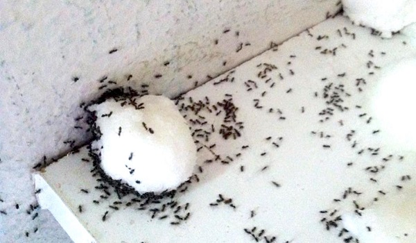 También puedes usar remedios caseros para hormigas