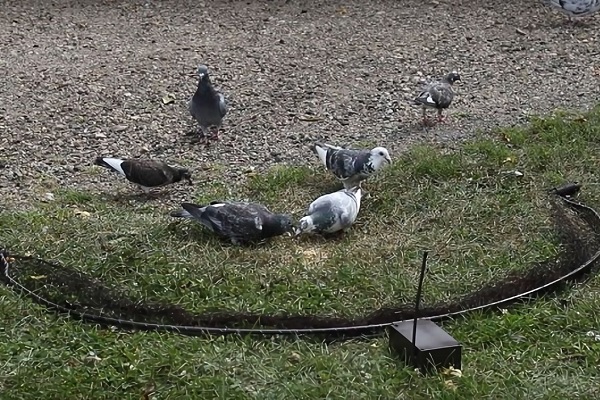 Trampas para palomas