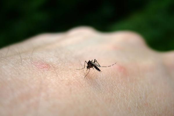 Descubre como ahuyentar los mosquitos